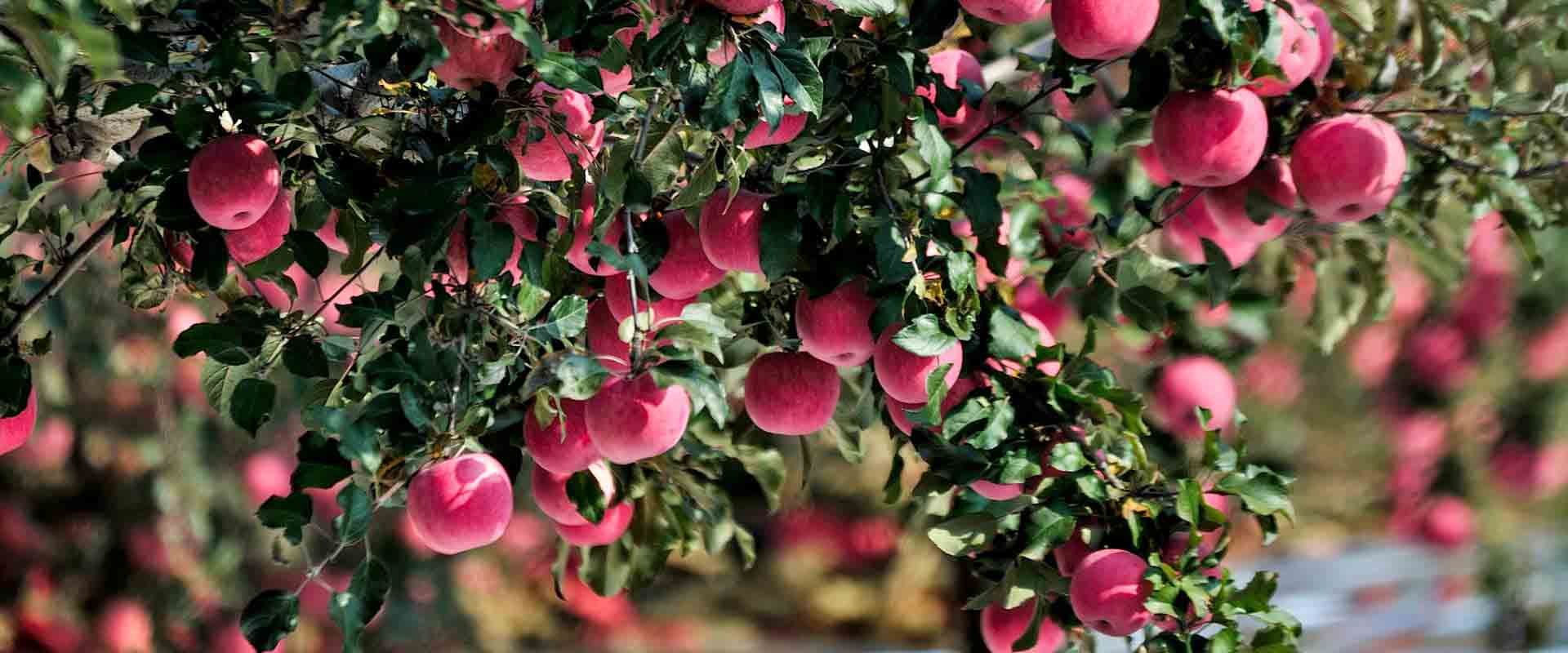 道路氣象環(huán)境監(jiān)測及預警信息發(fā)布系統解決方案